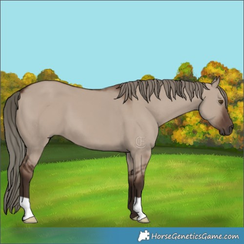 Horse Color:Liver Red Dun Mushroom 