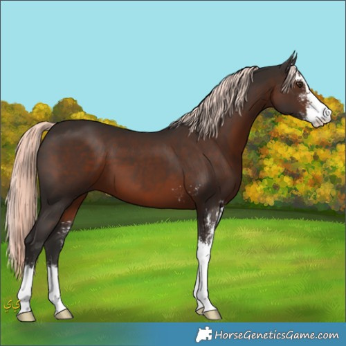 Horse Color:Liver Chestnut Mushroom Sabino 