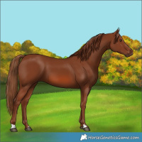 Horse Color:Chestnut 