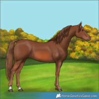 Horse Color:Chestnut 