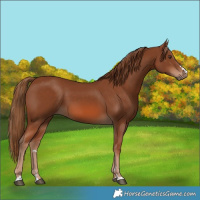 Horse Color:Chestnut 
