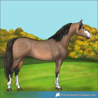 Horse Color:Bay Dun 