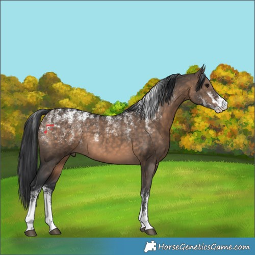 Horse Color:Powder White Brown Dun 
