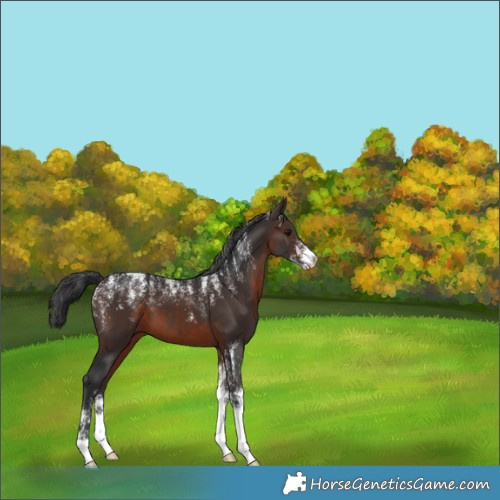 Horse Color:Brown 