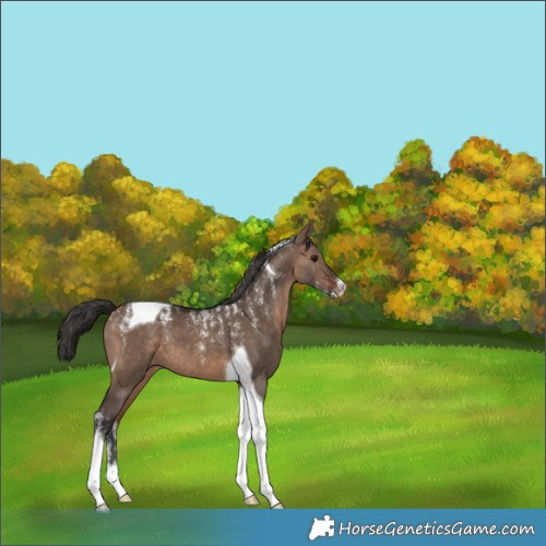 Horse Color:Brown Dun Tobiano 