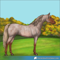 Horse Color:Red Roan 