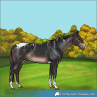 Horse Color:Powder White Brown Tobiano 