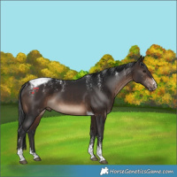 Horse Color:Powder White Brown Tobiano