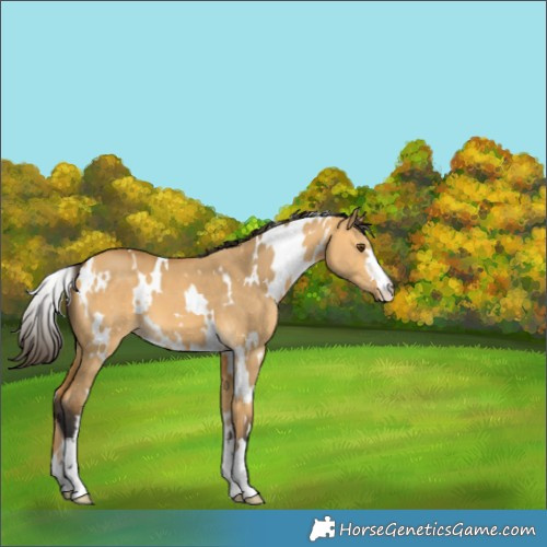 Horse Color:White Spotted Buckskin Dun 