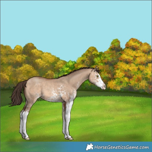 Horse Color:White Spotted Amber Champagne Dun Sabino 