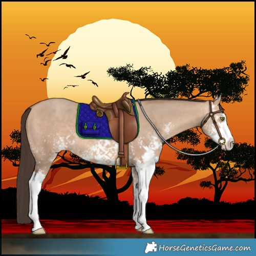 Horse Color:White Spotted Amber Champagne Dun Sabino 