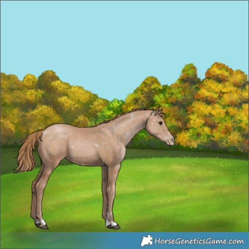 Horse Color:Black Pearl 