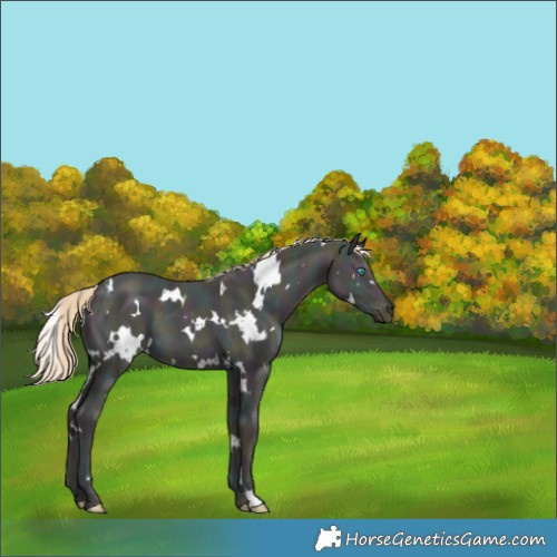 Horse Color:White Spotted Midnight Perlino Dun 