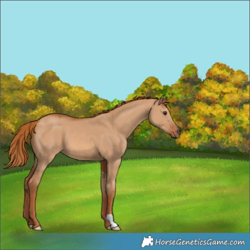 Horse Color:Red Dun 
