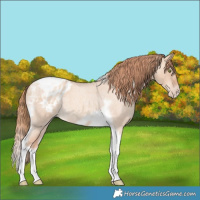 Horse Color:Gold Champagne Roan Dun Splash Tobiano Frame Blanket Rabicano 