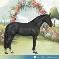 Horse Color:Black 