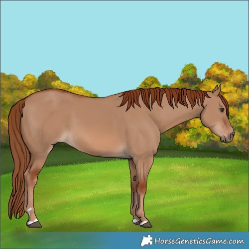 Horse Color:Red Dun 