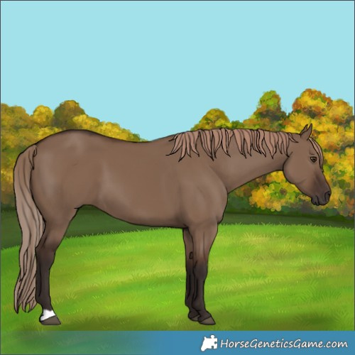 Horse Color:Liver Red Dun
