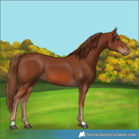 Horse Color:Chestnut 