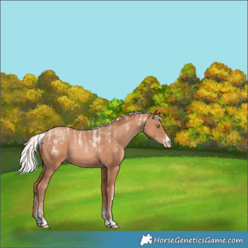 Horse Color:Silver Sable Champagne Appaloosa 