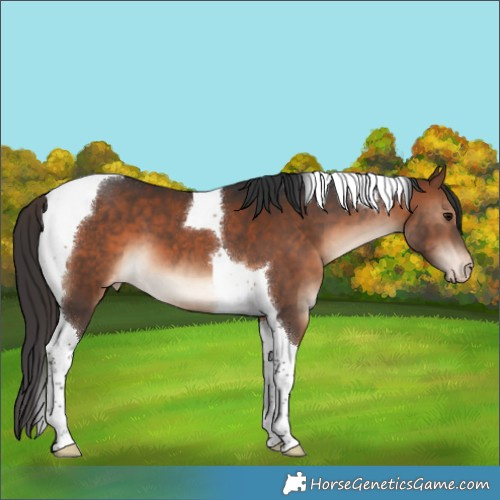 Horse Color:Brown Tobiano Appaloosa 