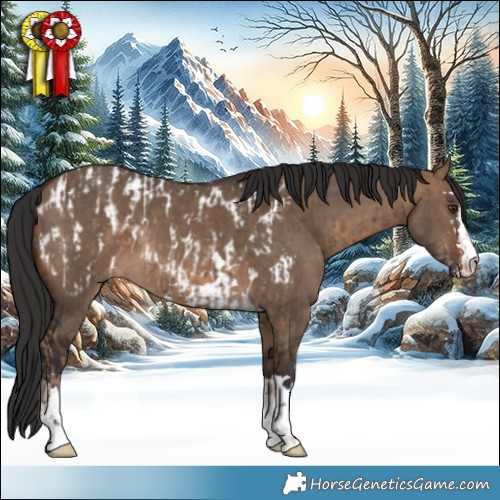 Horse Color:Liver Red Dun Appaloosa Brindle  and Brown Dun 