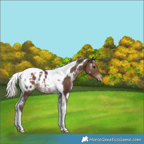 Horse Color:White Spotted Silver Black Tobiano Appaloosa Rabicano 