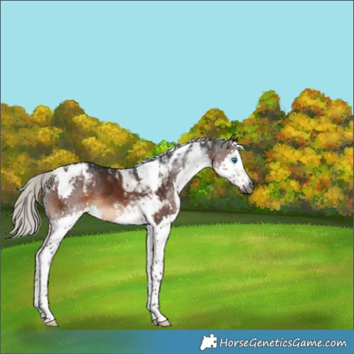 Horse Color:Gray Silver Brown Splash Tobiano Varnish