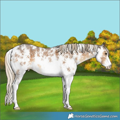 Horse Color:Chocolate Palomino Sabino