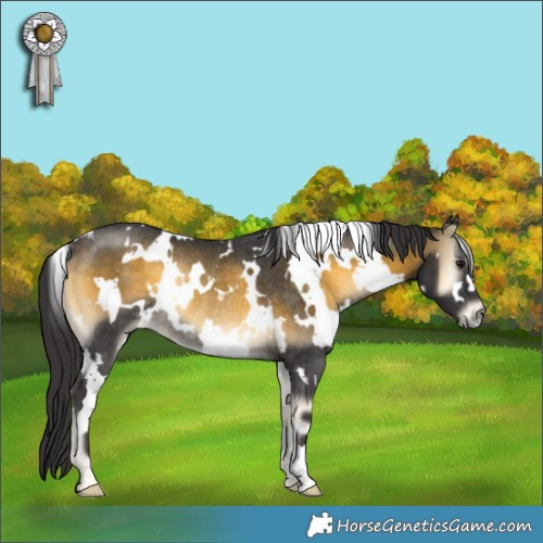 Horse Color:White Spotted Buckskin Onyx Rabicano