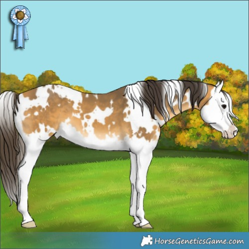 Horse Color:White Spotted Buckskin Splash