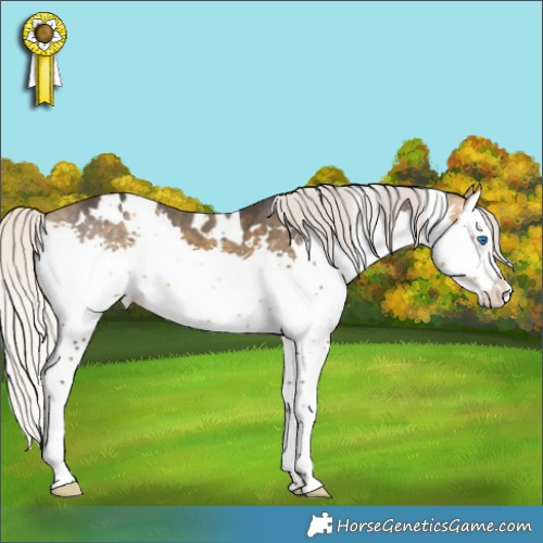 Horse Color:White Spotted Silver Buckskin Splash Appaloosa