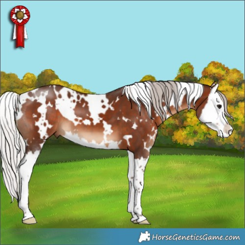 Horse Color:White Spotted Silver Brown Splash