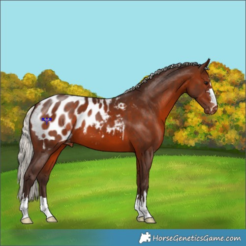 Horse Color:Silver Brown Appaloosa 