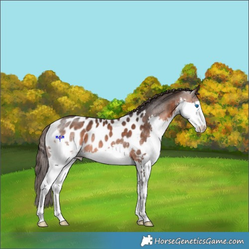 Horse Color:Brown Splash Appaloosa Rabicano 