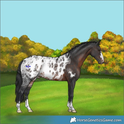Horse Color:Brown Ice Appaloosa 