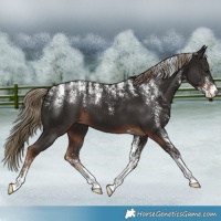 Horse Color:Powder White Liver Chestnut 
