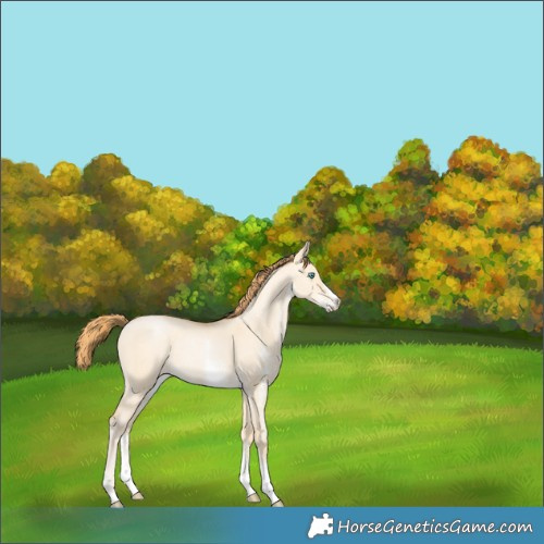 Horse Color:Buckskin Pearl Dun Sabino Appaloosa 