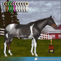 Horse Color:Liver Chestnut Tobiano Rabicano