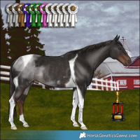 Horse Color:Liver Chestnut Tobiano Rabicano 