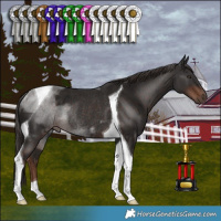 Horse Color:Liver Chestnut Tobiano Rabicano 