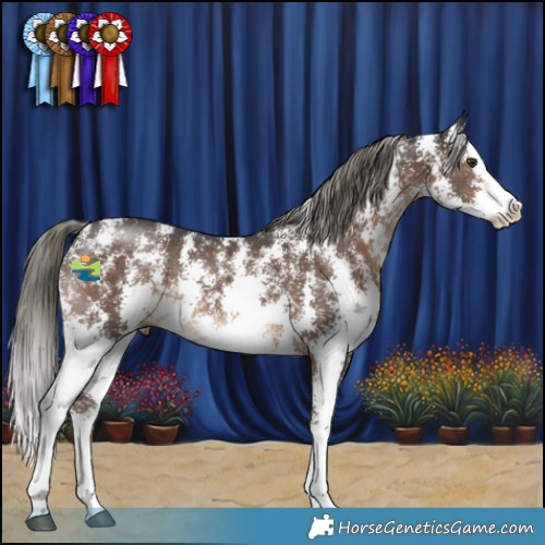Horse Color:Liver Chestnut Mushroom Sabino Splash 