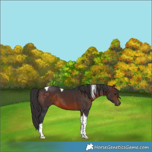 Horse Color:Brown Tobiano 