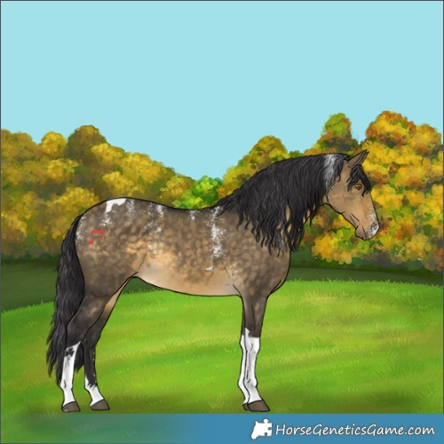 Horse Color:Powder White Buckskin Dun Tobiano Rabicano 