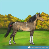 Horse Color:Powder White Buckskin Dun Tobiano Rabicano