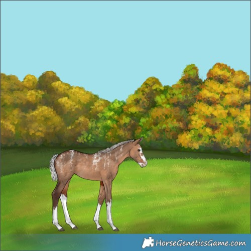 Horse Color:Silver Brown Dun Splash Rabicano 
