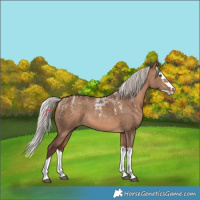 Horse Color:Powder White Silver Brown Dun Splash Rabicano 
