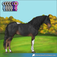 Horse Color:Liver Chestnut Tobiano Rabicano 