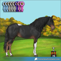 Horse Color:Liver Chestnut Tobiano Rabicano 