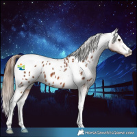 Horse Color:Chestnut Tobiano Appaloosa 